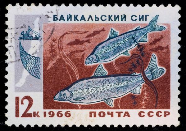 FishPointRest's tweet image. Ура! В меню ресторана "Fish Point" появился копченый сиг (за 100 гр-129 р.)! Спешите попробовать!