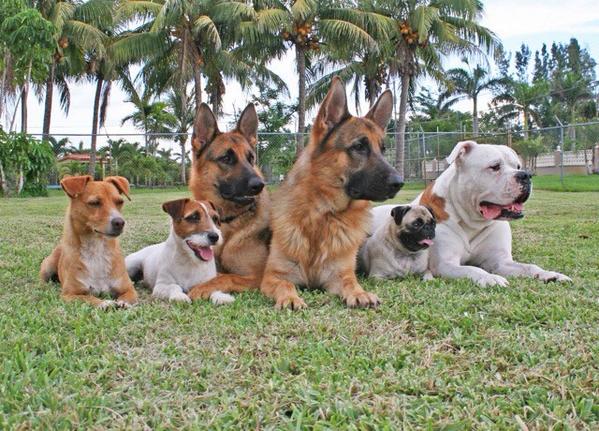 Uggie_TheArtist's tweet photo. Our family lost a great buddy this week. Brando (on the left) was an inspiration to us all. Miss you, bro! xx http://t.co/uyzLWAqSA6