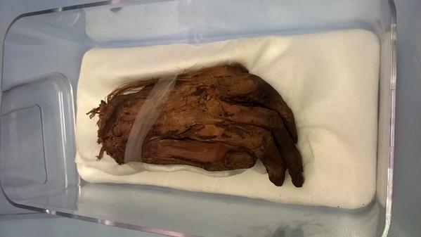 MuseumandArt's tweet photo. Choice for #MusHalloween #MusSpooks our mummified hand! Feeling brave enough to visit? http://t.co/1ATez9IZNw