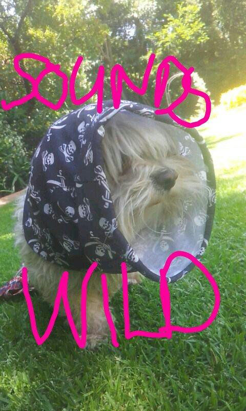 danielle de abreu tweet media