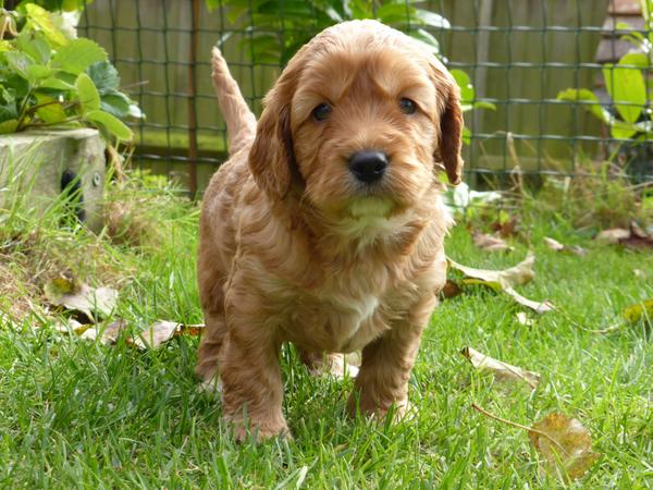 FionaDaniels2's tweet photo. @HearingDogs puppy Crunchie exploring the garden at 4 weeks old http://t.co/A8sVjEQlf9