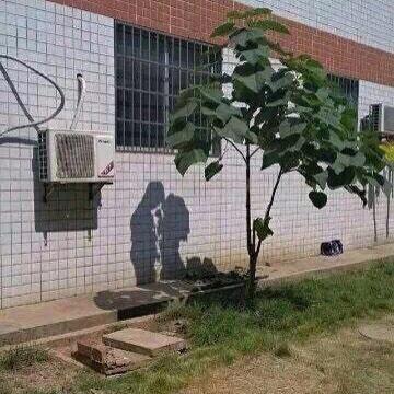 Twitterで画像を見る