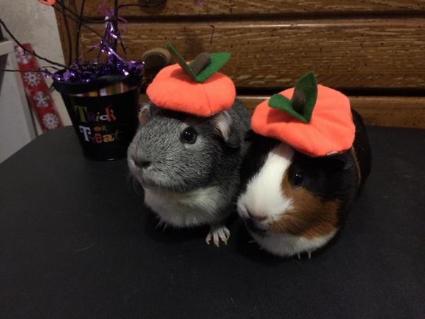 yourtake's tweet photo. How cute! Pipay and Baileypuh are set for Halloween. Share your costume: http://t.co/egikuhiEF5 (@amespinozajr) http://t.co/NJv88lt5X5