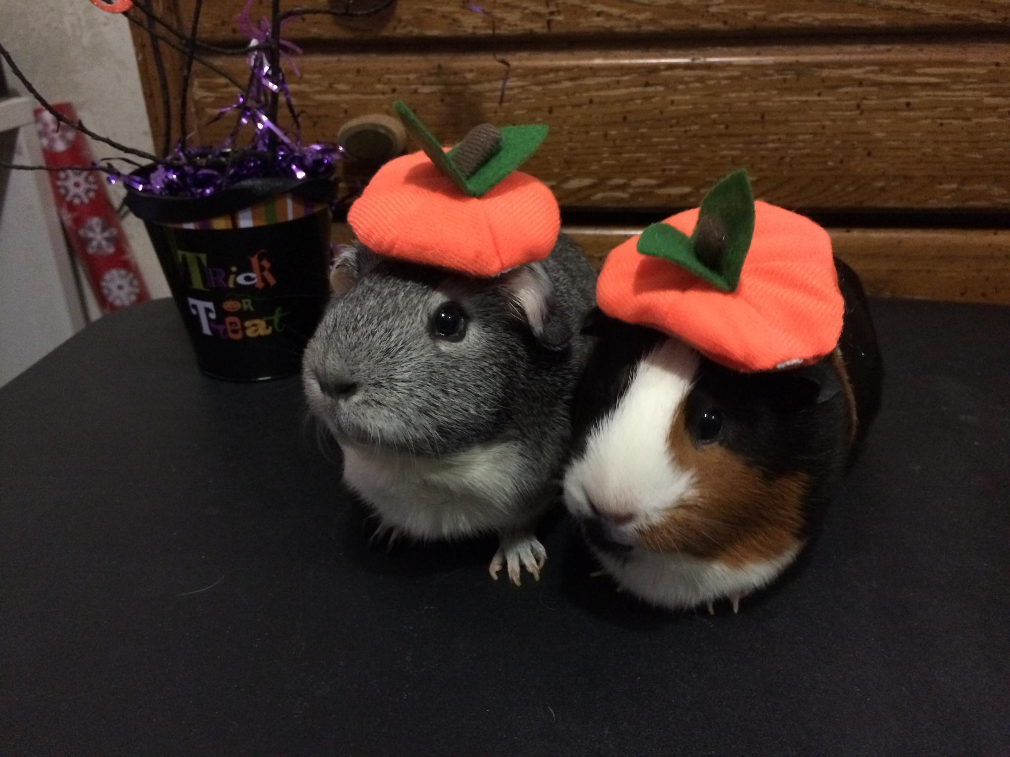 B1HQxznIQAEAXNF.jpg:large