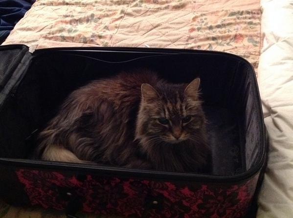atelaf's tweet photo. Here is my 18 year old baby, Micah!! #NationalCatDay @MikeFOX29 @SueSerioFox29 http://t.co/V7ToZ4tOfD