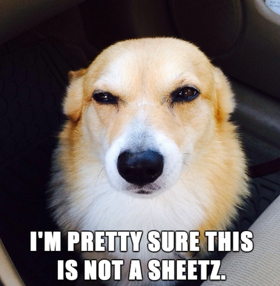 sheetz tweet picture