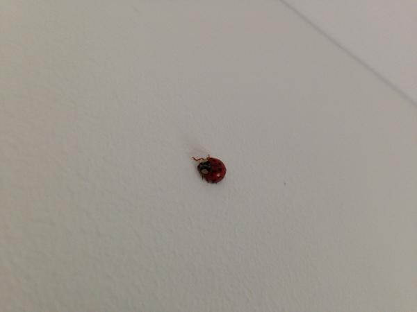 DontWorryBCAPPY's tweet photo. God works in mysterious ways🐞  #someoneiswatchingoverme #goodmorningladybug http://t.co/OAZhk3cBEd