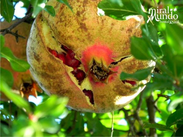 En el otoño las huertas de #Ayna dan unos apreciado frutos como las 'Granas', están riquísimas. #productoskm0
