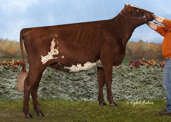seifert_eric's tweet photo. Super happy with my pictures from World Dairy Expo this past year! Thanks to @NativeHetke and @corstar for everything http://t.co/CEHejNS7ds