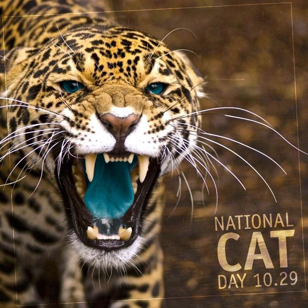 “<a href="/Jaguars/">Jacksonville Jaguars</a>:Happy National Cat Day
Did u know the Jaguar is the largest cat in the Western Hemisphere ” <a href="/phobilicious_/">Phoebe Stephens</a>