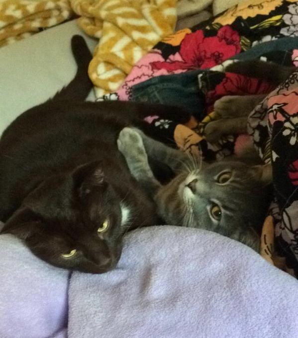 GoNotaryService's tweet photo. #catsofpgh #CatDay George &amp; Lenny http://t.co/rLNn4GThcC