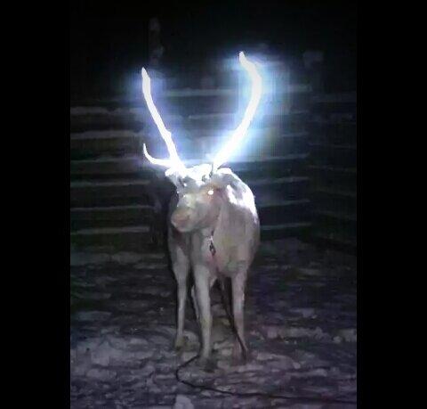 Nk_Pravaah's tweet photo. Finland: Reflective reindeer antlers aim to stop accidents ! http://t.co/lDQ7Ow3vv5