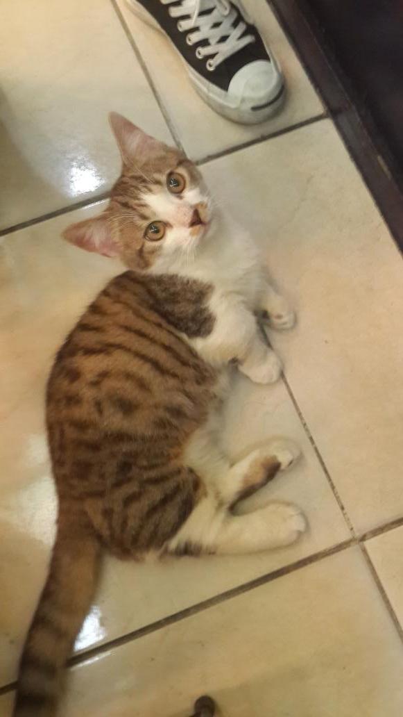 고양이키우고싶다