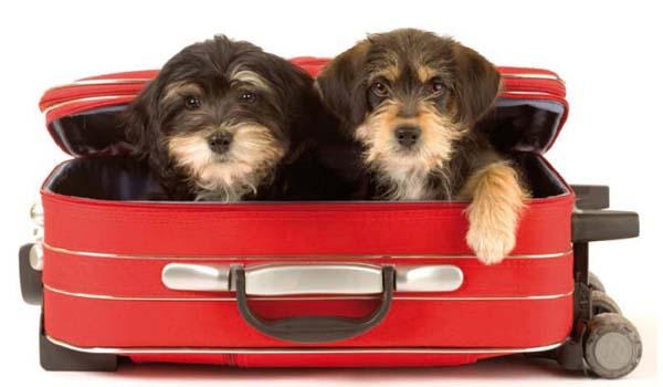 Si haces una #escapada éste #findesemana no dejes a tu #mascota en casa. Consultanos ->hosteriafontivieja.com