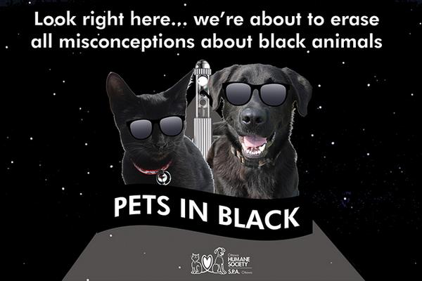 OHS Pets in Black have an adoption promo that will erase misconceptions about black animals: bit.ly/1vlJoAy