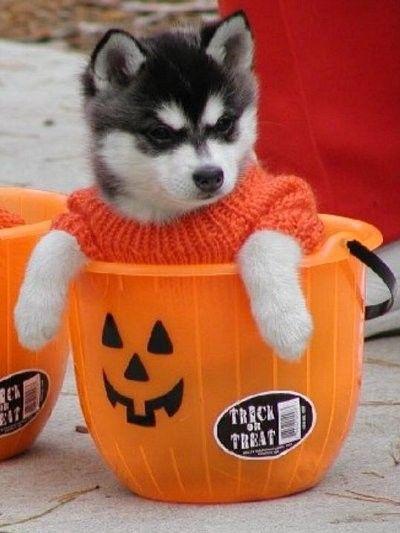 HotelBookingUK's tweet photo. Trick or treat? http://t.co/uDw6hcQD8S