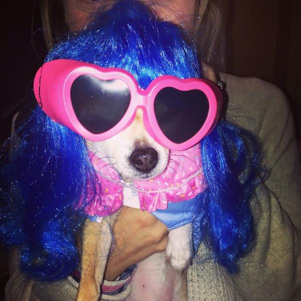 NicoleCrate's tweet photo. @katyperry you inspired our little friend Bella's Halloween get up this year! http://t.co/i4UZPGLO0D