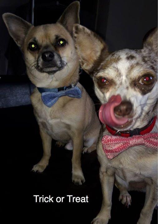 LondonTextiles's tweet image. Percy and Pan love Halloween (via LDN.in/yXHBKe)