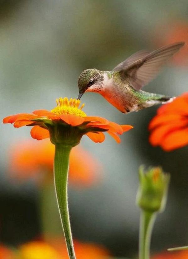 TopAmazingPhoto's tweet image. Bird and flower