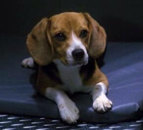 画像 一番かわいい犬はビーグル犬に決定いたしました あにまるファミリア 画像 一番かわいい犬はビーグル犬に決定いたしました あにまるファミリア