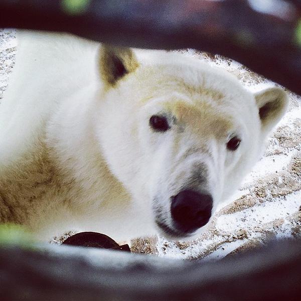 earthXplorer's tweet photo. Howdy, you from out of town? #polarbear #churchill #explorerMB #exploreCanada @frontiersnorth #cute http://t.co/apCRyHamZ0