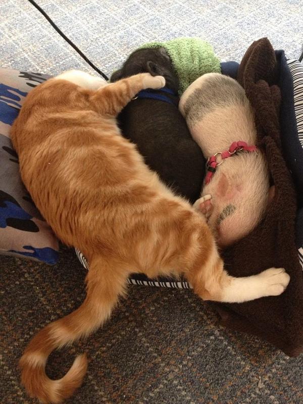 WTFocker's tweet photo. Happy #CatDay to Hank the Warehouse Cat. He works hard every day, and even pig-sits! #potbellypigs  @NationalCatDay http://t.co/BxF4ljFyZ7
