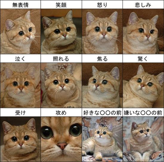 猫猫アルバム 猫の表情一覧 Http T Co Jaxbkskpze 猫猫アルバム 猫の表情一覧 Http T Co Jaxbkskpze
