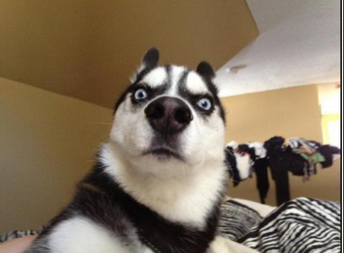 yolowswag96's tweet photo. everyone face when ethan finished his closing statement 

#smithdebates2k14 http://t.co/YIAKOqjTaJ