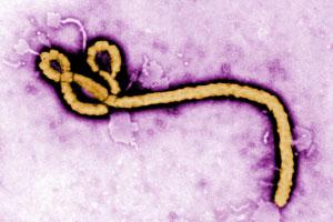 TransportTopics's tweet photo. Safety advisory issued for transporting Ebola-contaminated material
http://t.co/LYJLmMHF22 #trucking http://t.co/aMFpYe1OGq