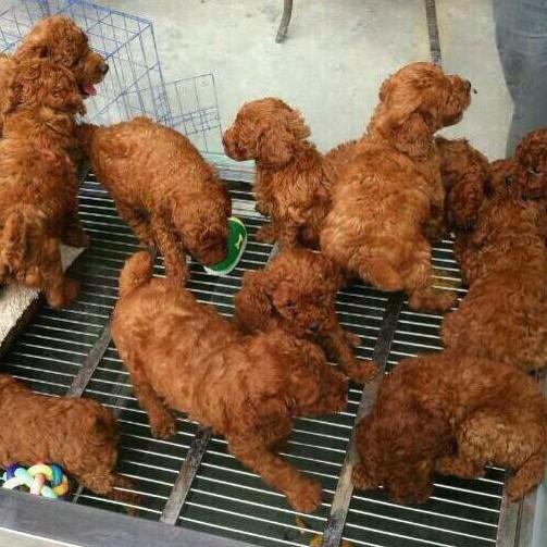 fluffyguy's tweet photo. I must be hungry. I thought this was fried chicken at first. http://t.co/Bd0C7J2is0