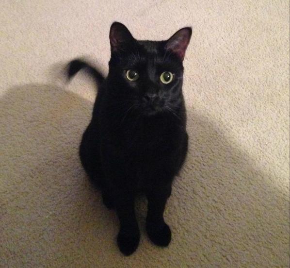 Happy #NationalCatDay from Pepper, our Sales Asst.'s cat! She's excited for #Halloween too-#blackcatday everyday!