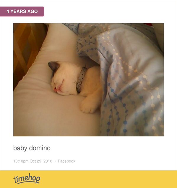 GDavieMacLean's tweet photo. Baby Domino. He was so so tiny!!!!! Still my favourite hot water bottle when I'm not well x http://t.co/1I1N1SmUkO http://t.co/GVuYpRHFhY