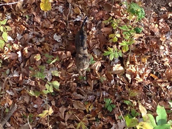 nmarsh88's tweet photo. I rattled in a kitty cat! #wrongcritter http://t.co/xyphaoXXyV