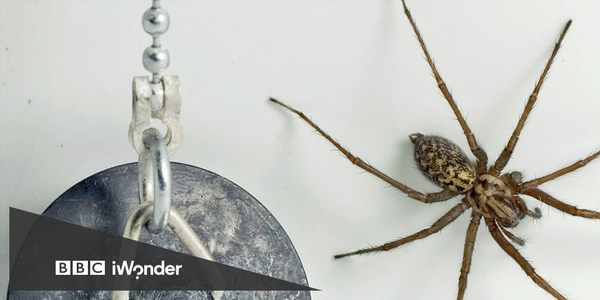 BBC iWonder tweet media