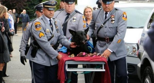A3Noticias's tweet photo. La emotiva despedida en New Jersey a Diogi, un perro policía con cáncer terminal http://t.co/Z9F0DMr7uy http://t.co/5fWtQECdUB
