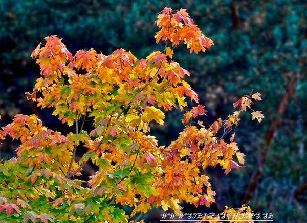 #GoodNigth  my dear #Friends,I wish a sweet loving nigth sweet dreams #happy #Smile  facebook.com/stefansphotos.… …