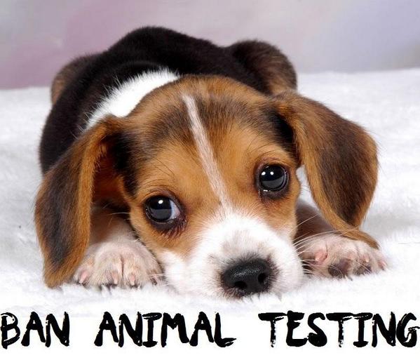 If you have not yet signed to help #FreeLabBeagles
then please do it now 
change.org/p/hm-governmen… 
(via <a href="/UKRunFree/">Run Free Alliance</a>)