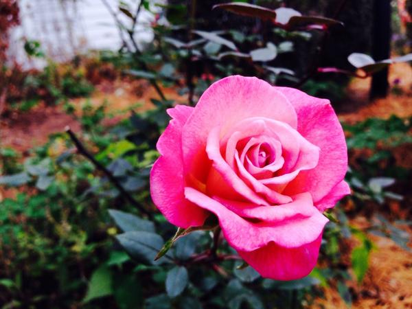 beyondroom108's tweet photo. One more rose. Oh, will I miss you for the next six months. #hellowinter #fallrose http://t.co/KBEYzKIiSu