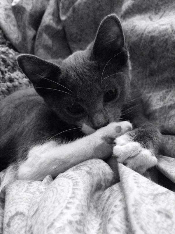 kelliberglund's tweet photo. HOW CUTE IS HE #nationalcatday http://t.co/0NBk3qvJbd