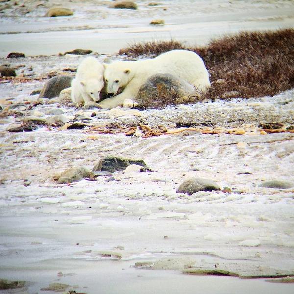 earthXplorer's tweet photo. Mom & Cubs #polarbear #churchill #explorerMB @frontiersnorth #exploreCanada #cute http://t.co/UTDu411moJ