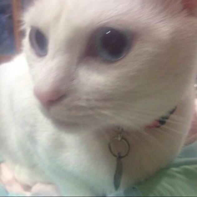I rescued Latte last year, shes the sweetest!! love her!!! #NationalCatDay http://t.co/fCKE40HPJh<a href="/tag/nationalcatday"class="tags"><span>#nationalcatday</span></a>