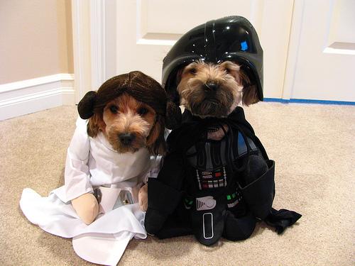 dingobones's tweet photo. HOWL-OWEEN #Dingosweeps #costumesweepstakes #starwars #vador http://t.co/nBXby1To8Q