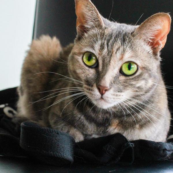 junoandbane's tweet photo. Happy #NationalCatDay from #JunoTheCat! http://t.co/9DmkmgIysd