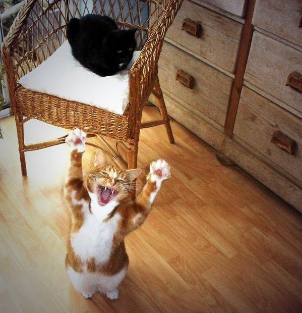 aurorasolar_'s tweet photo. Buena columna: Errores comunes sobre gatos y sus humanos http://t.co/b0fbL3Bd5b vía @biobio @SoyCatLover http://t.co/NGRM4hgheG