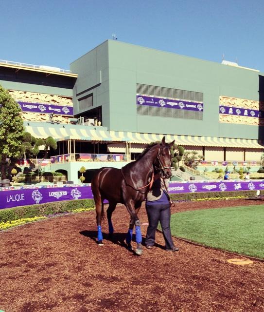 Claudia_WMS's tweet image. #RiaAntonia Schooling in the paddock for @LooochRacing @santaanitapark #BCDistaff #BC14 #suchalady #beauty