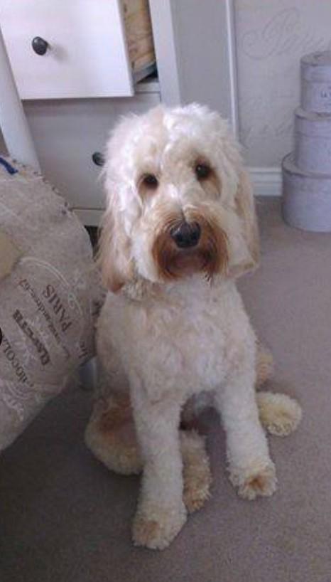 pinktink7's tweet image. @grahnort PLEASE PLEASE GIVE A RT. Willow is still missing from Biggleswade Bedfordshire UK. #findwillow @WCockapoo