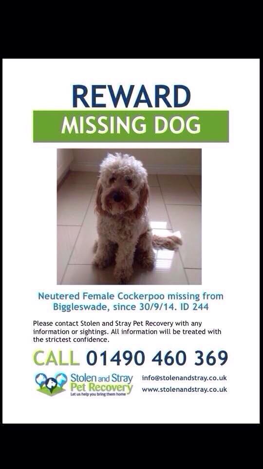 pinktink7's tweet image. @grahnort PLEASE PLEASE GIVE A RT. Willow is still missing from Biggleswade Bedfordshire UK. #findwillow @WCockapoo