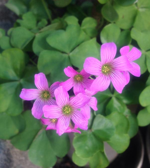 ট ইট র Sako Yuko 鉢植えの横に生えてきた クローバーのような葉っぱの植物に ピンクの花が咲きました あれこれ検索したところ オキザリスかしら 季節の花300 さんに辿り着き Http T Co Dkjkxnxukx 季節だより Http T Co Ycrb0vy0vb ট ইট র Sako Yuko 鉢植えの横に生えてきた クローバーのような葉っぱの植物に ピンクの花が咲きました あれこれ検索したところ オキザリスかしら 季節の花300 さんに辿り着き Http T Co Dkjkxnxukx 季節だより Http T Co Ycrb0vy0vb