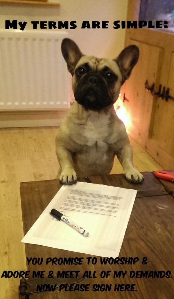 Mia sure is a cheeky pup. Here's her terms & conditions #cheekypup #MiaMischief #funnyfrenchie