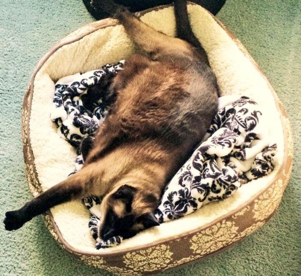 Happy national cat day to my beautiful baby @KingFiFi_ I love him endlessly 💗🐱😍💕